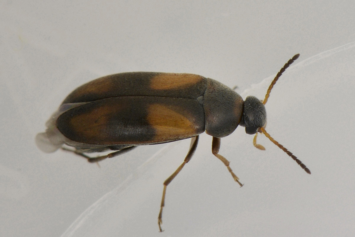 Anaspis quadrimaculata? no, A. fasciata (cf.)